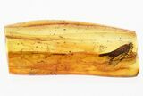Fossil Snail-Case Caddisfly (Helicopsychidae) In Baltic Amber - Rare! #321679-2